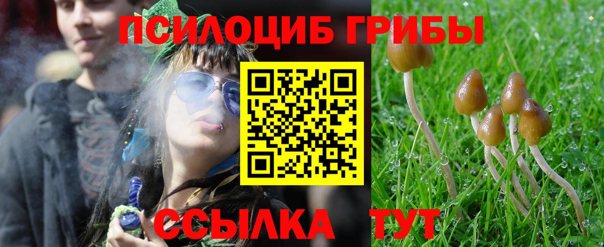 Красный Сулин  Псилоцибиновые грибы Psilocybine cubensis  Вход с VPN 